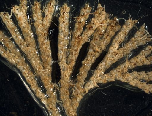 Licornia mexicana