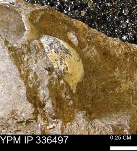 undet. Bivalvia