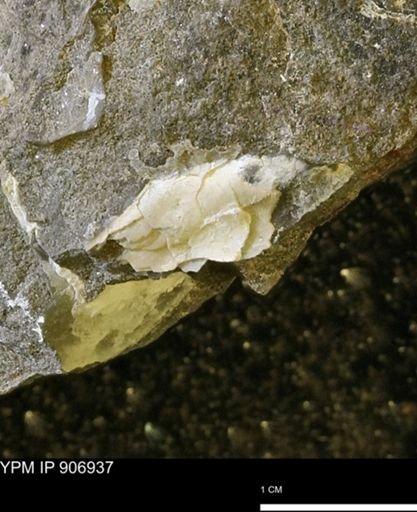 Pseudoptera sp.