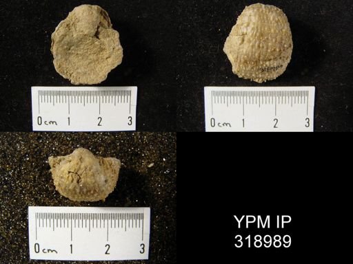 Pustula nebrascensis