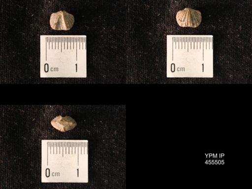 Platystrophia mimuta