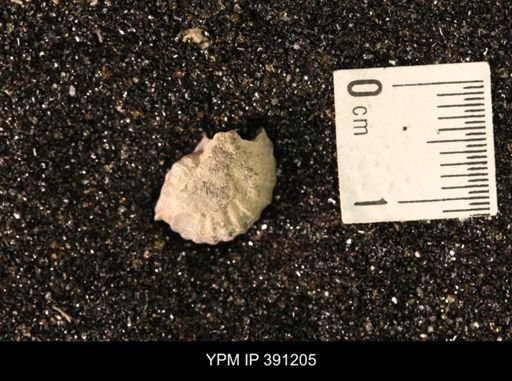 Scaphitidae
