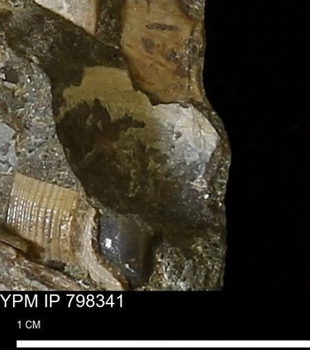 Protocardia