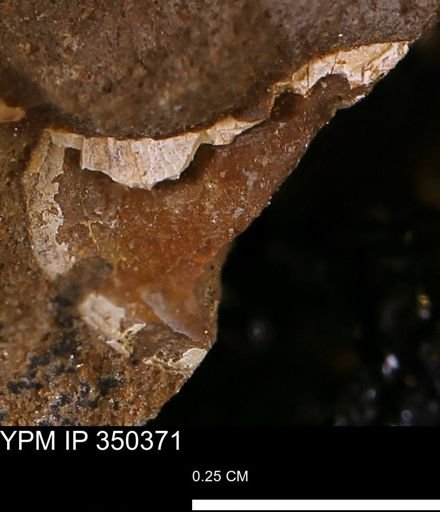 undet. Mollusca