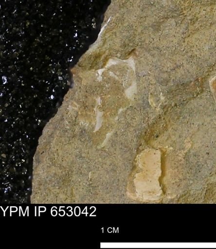 Mollusca