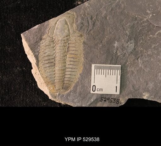 Modocia laevinucha