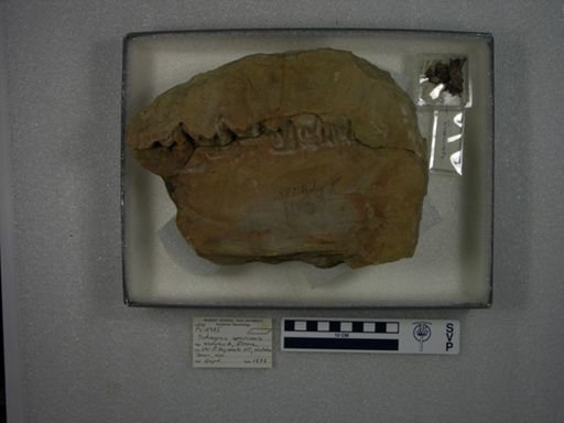 Tetheopsis speirianus