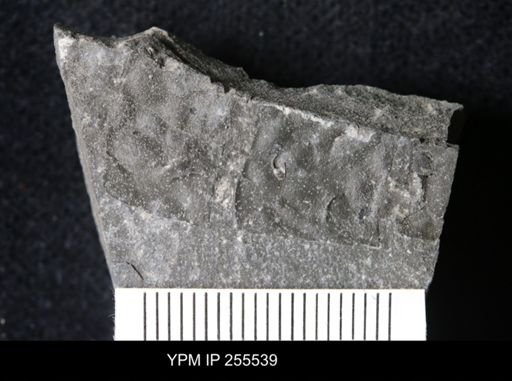 Eurypterida