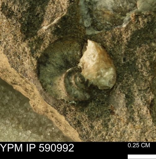 undet. Ammonoidea