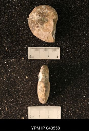 Hoploscaphites nicolletii