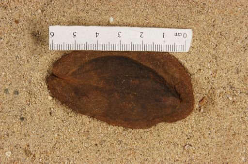 Populus kanseana