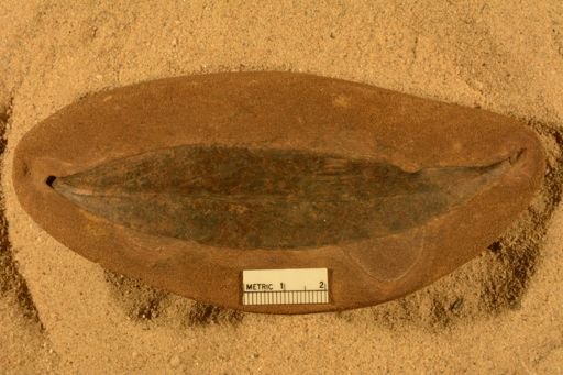 Andromeda pfaffiana