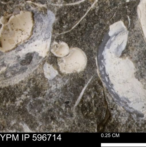 undet. Gastropoda
