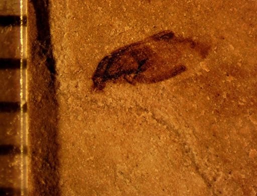undet. Auchenorrhyncha