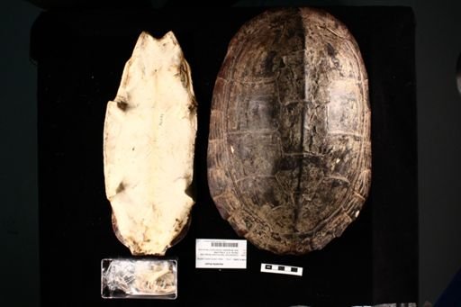 Hardella thurjii