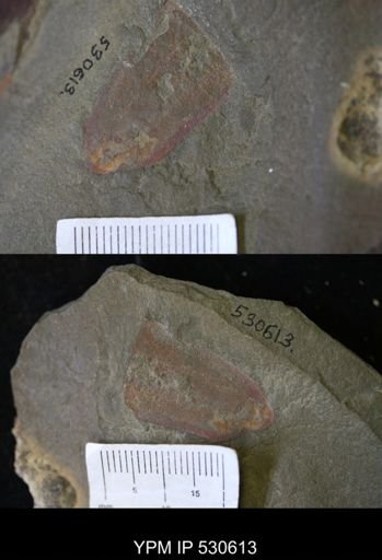 undet. Porifera