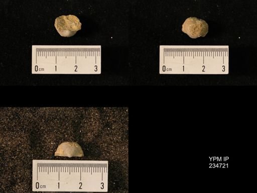 Marginifera splendens