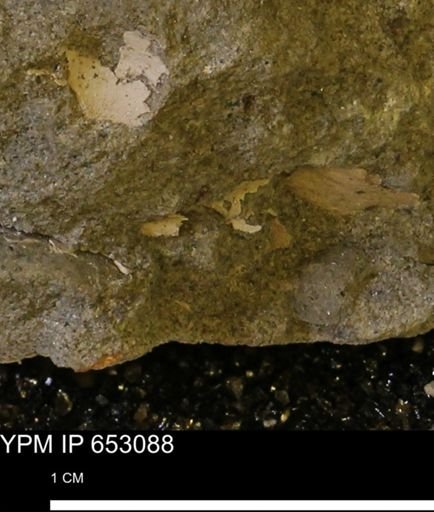 undet. Mollusca