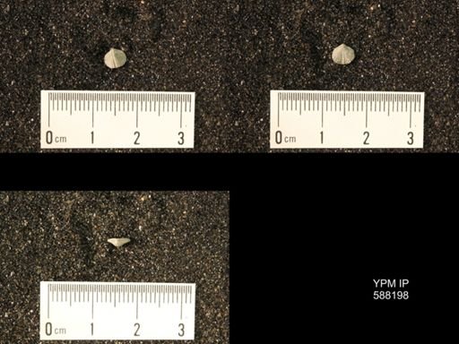 Zygospira modesta