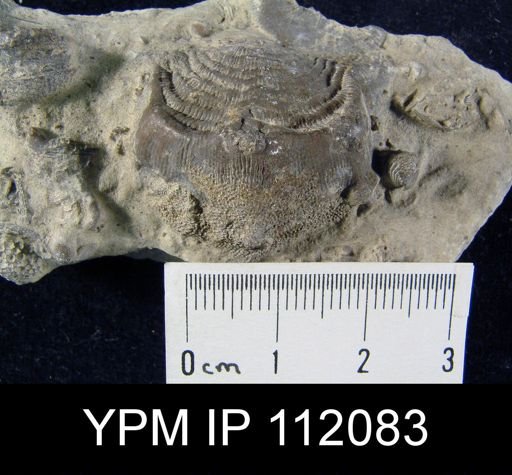 Leptaena sp.