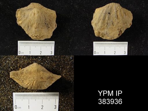 Spirifer concinnus