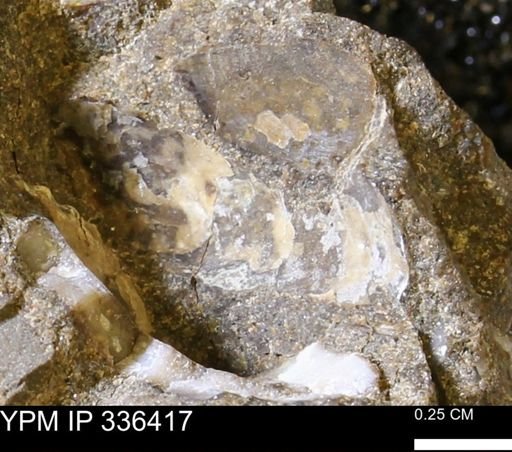 undet. Mollusca