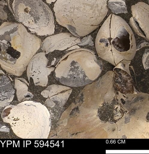 Protocardia sp.