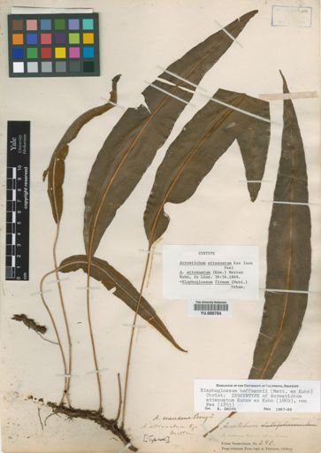 Elaphoglossum hoffmannii