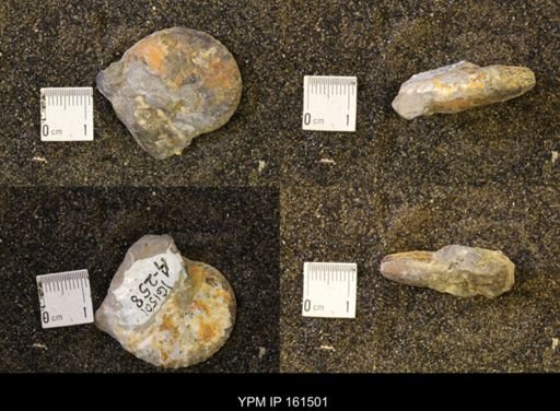 Discoscaphites conradi