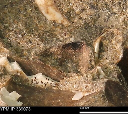 undet. Bivalvia