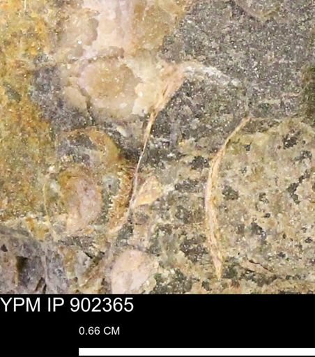undet. Mollusca