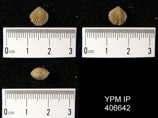 Retzia sp.