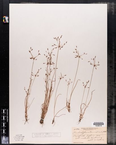 Fimbristylis autumnalis