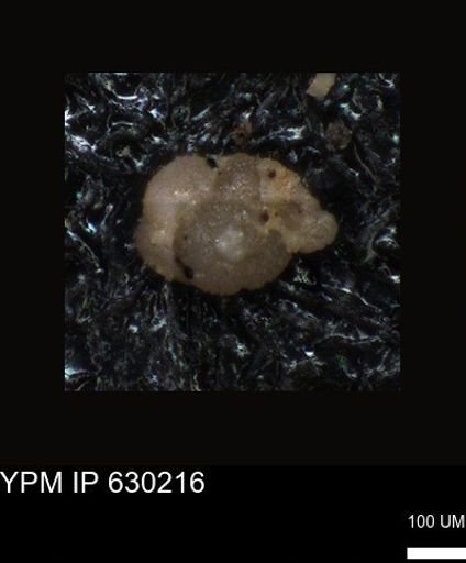 undet. Foraminiferida