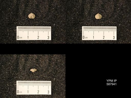 Zygospira modesta