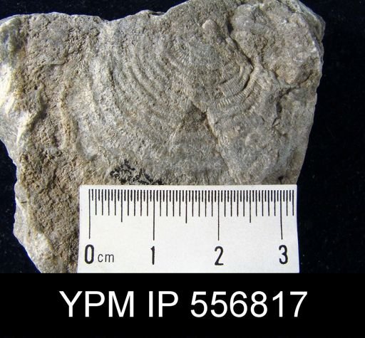undet. Strophomenida