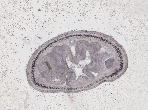 Lineus viridis