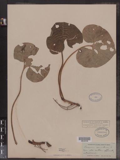 Asarum canadense