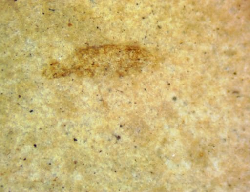 undet. Hexapoda