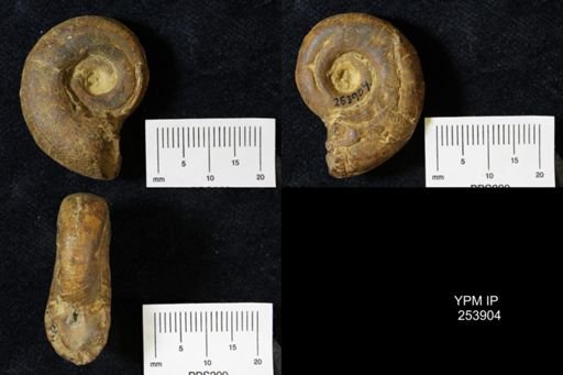 Ammonoidea