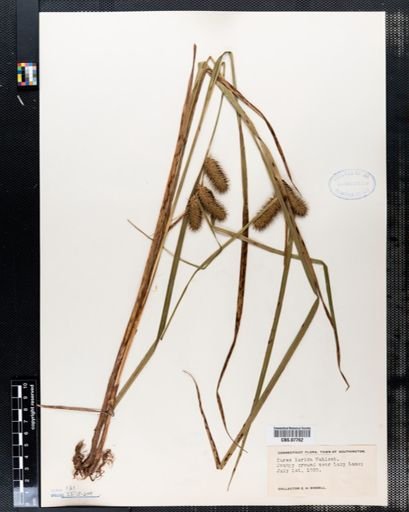 Carex lurida