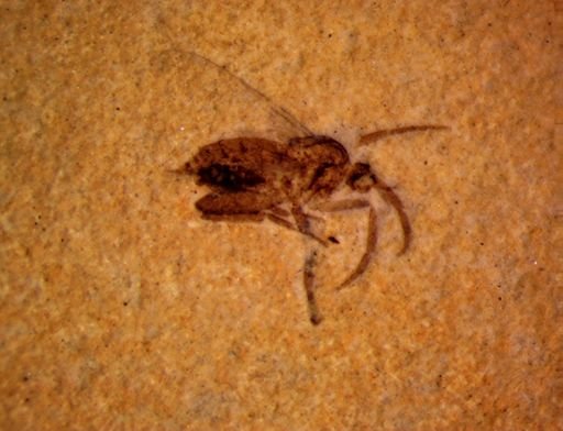 undet. Diptera