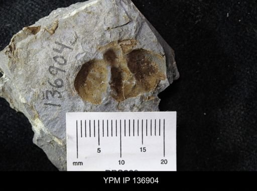 Ctenocephalus maltheus