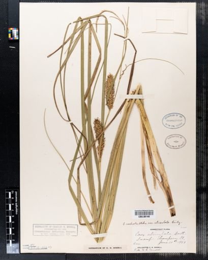 Carex rostrata