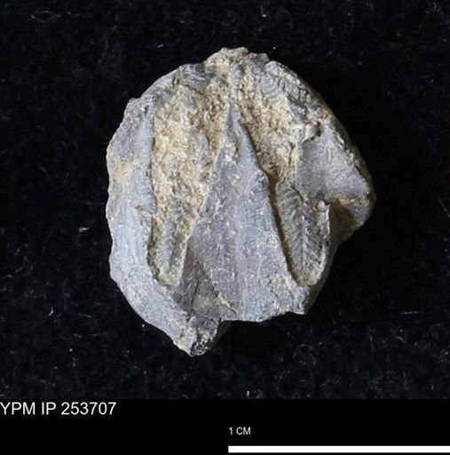 Pentremites sp.