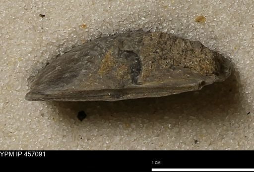 Stropheodonta sp.