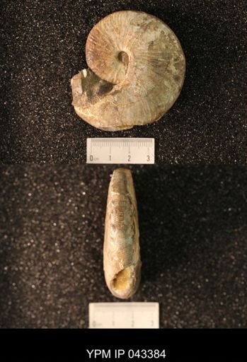 Hoploscaphites nicolletii