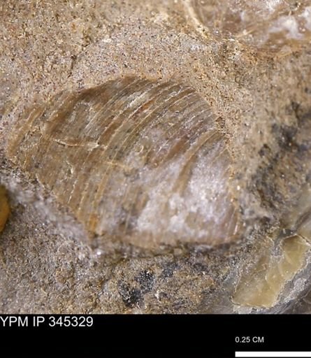 undet. Mollusca