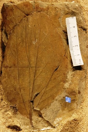 Ficus planicostata