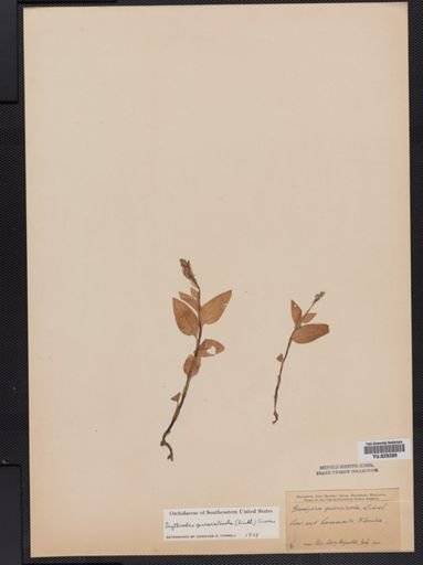 Erythrodes